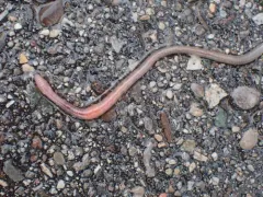 Rosy-tipped Worm thumbnail 2