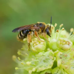 Prunus Miner Bee thumbnail 4