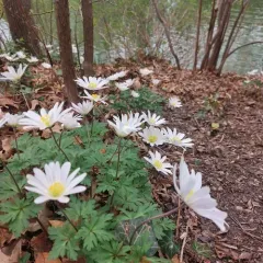 Greek Anemone thumbnail 1