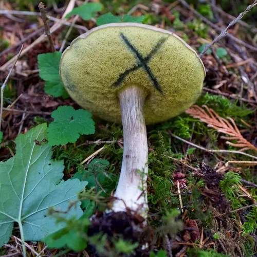 Xerocomellus amylosporus