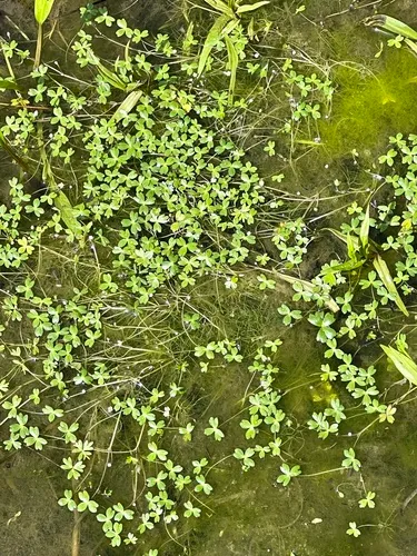 Lobb's aquatic buttercup