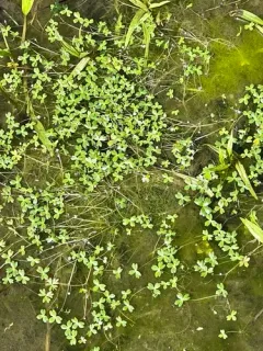 Lobb's aquatic buttercup thumbnail 1
