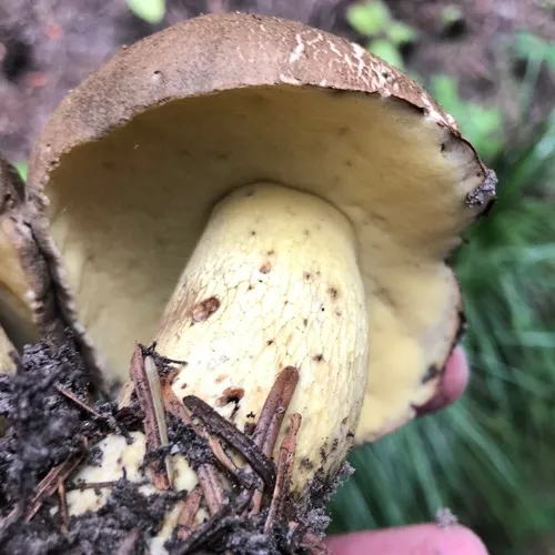 Dark Bitter Bolete