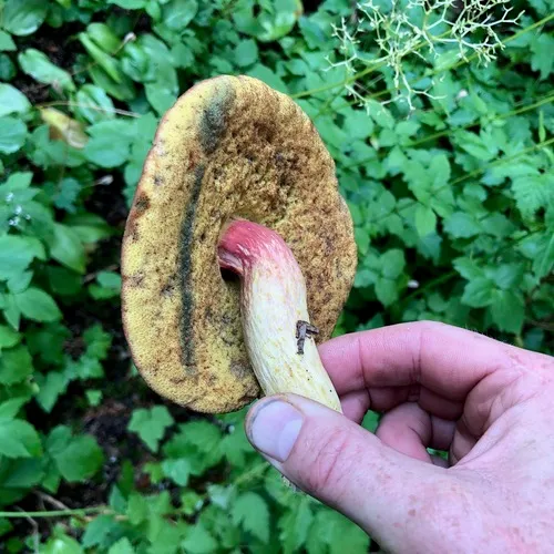 Smith's Bolete