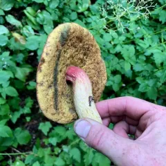Smith's Bolete thumbnail 1
