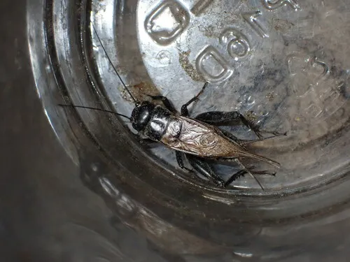 Western Trilling Cricket