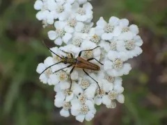 Stenocorus nubifer thumbnail 2