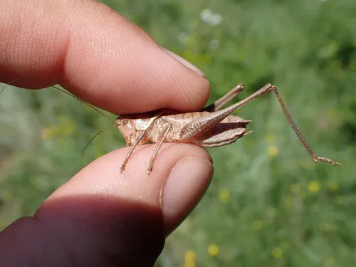 Noisy Shield-backed Katydid