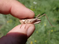 Noisy Shield-backed Katydid thumbnail 1