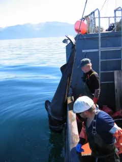 Pacific Sleeper Shark thumbnail 3