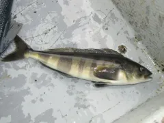 Atka Mackerel thumbnail 1