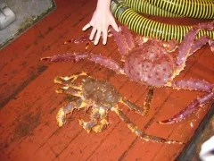 Blue King Crab thumbnail 2