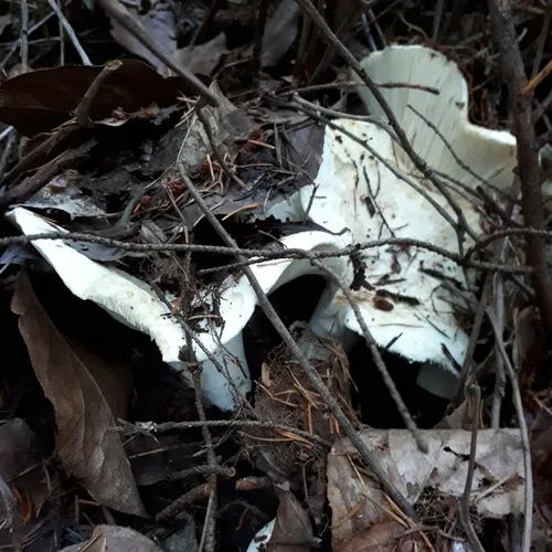 Short-stemmed Russula