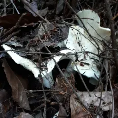 Short-stemmed Russula thumbnail 1