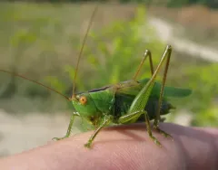 Common Meadow Katydid thumbnail 4
