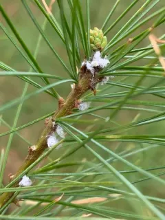 Pine Woolly-aphid thumbnail 3