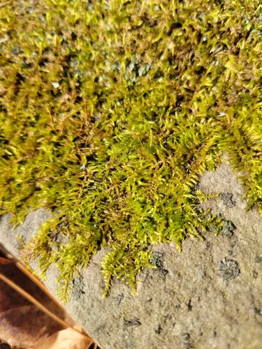 Cedar Moss