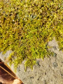 Cedar Moss thumbnail 1