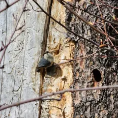 Pygmy Nuthatch thumbnail 2