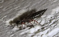 Xiphydria mellipes thumbnail 1