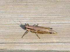 Hoosier Locust thumbnail 4