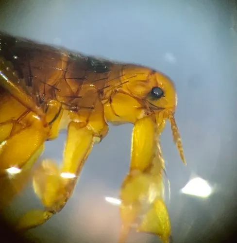 Euhoplopsyllus glacialis