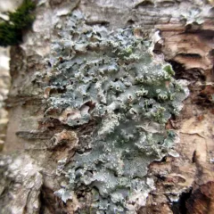 Moondust Speckled Lichen thumbnail 2