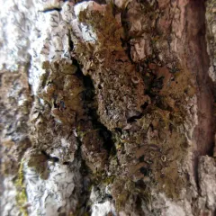 Appalachian Tree Brown-Shield thumbnail 2