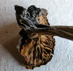 Calcarisporium arbuscula thumbnail 3