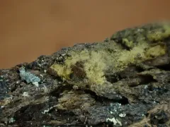 Gulielmina vermicularis thumbnail 2