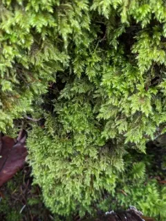 Mouse-tail Moss thumbnail 2