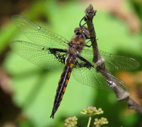 Mantled Baskettail