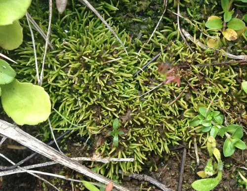 Paraphymatoceros hallii