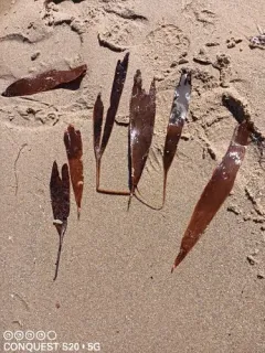 Saccorhiza dermatodea thumbnail 3