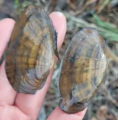 Kidneyshell thumbnail 2