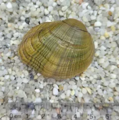 Northern Riffleshell thumbnail 2
