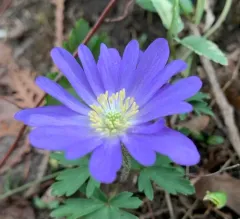 Blue Anemone thumbnail 1