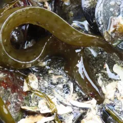 Penpoint Gunnel thumbnail 2