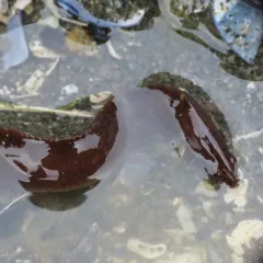 High Cockscomb thumbnail 4
