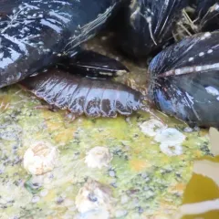 Rockweed isopod thumbnail 3