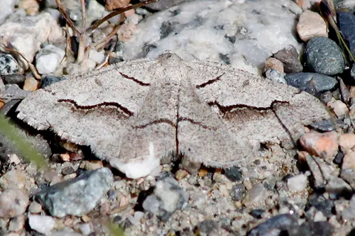 Decorated Granite Moth