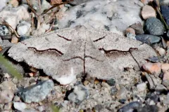 Decorated Granite Moth thumbnail 1