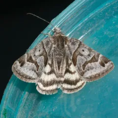 Banded Grass Moth thumbnail 3
