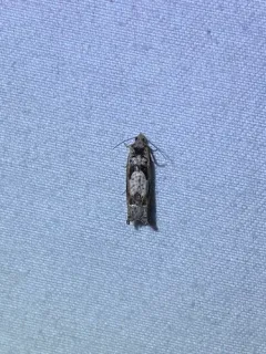 Bare-patched Leafroller Moth thumbnail 2