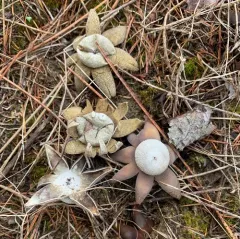 Smith's earthstar thumbnail 3