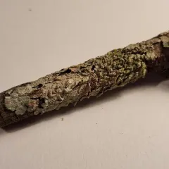 Texas Shield Lichen thumbnail 3