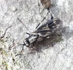 Xylophagus lugens thumbnail 3