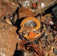 Larch Mountain Salamander thumbnail 2