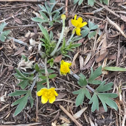 Early Buttercup
