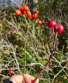cluster rose thumbnail 2